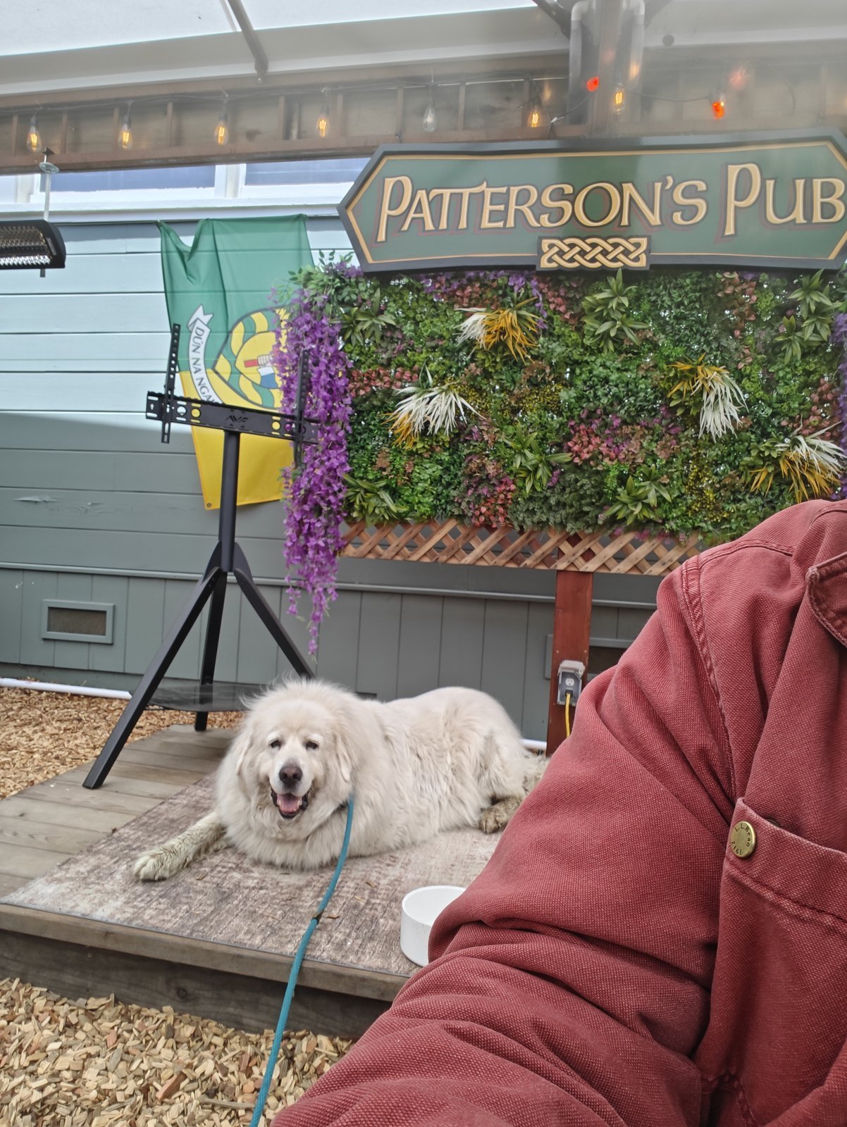 Willow, a Great Pyrenees, stretched out on the stage at Patterson's Pub