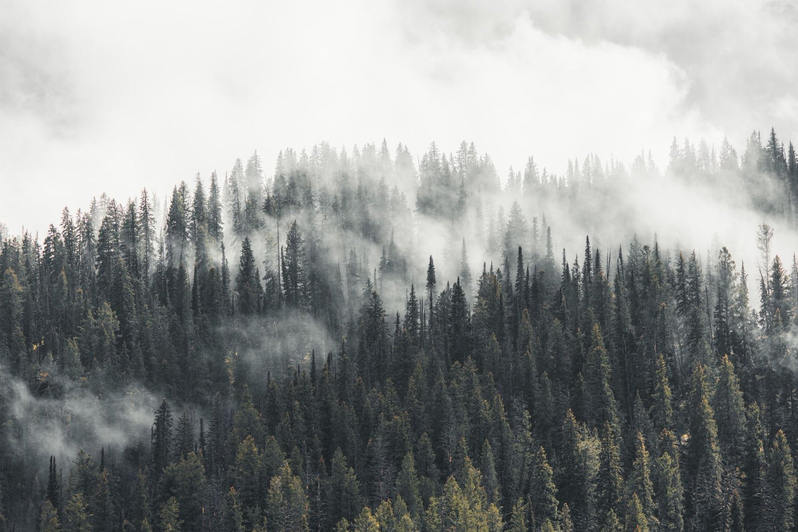 Fog moving through conifer forest inland from the coast