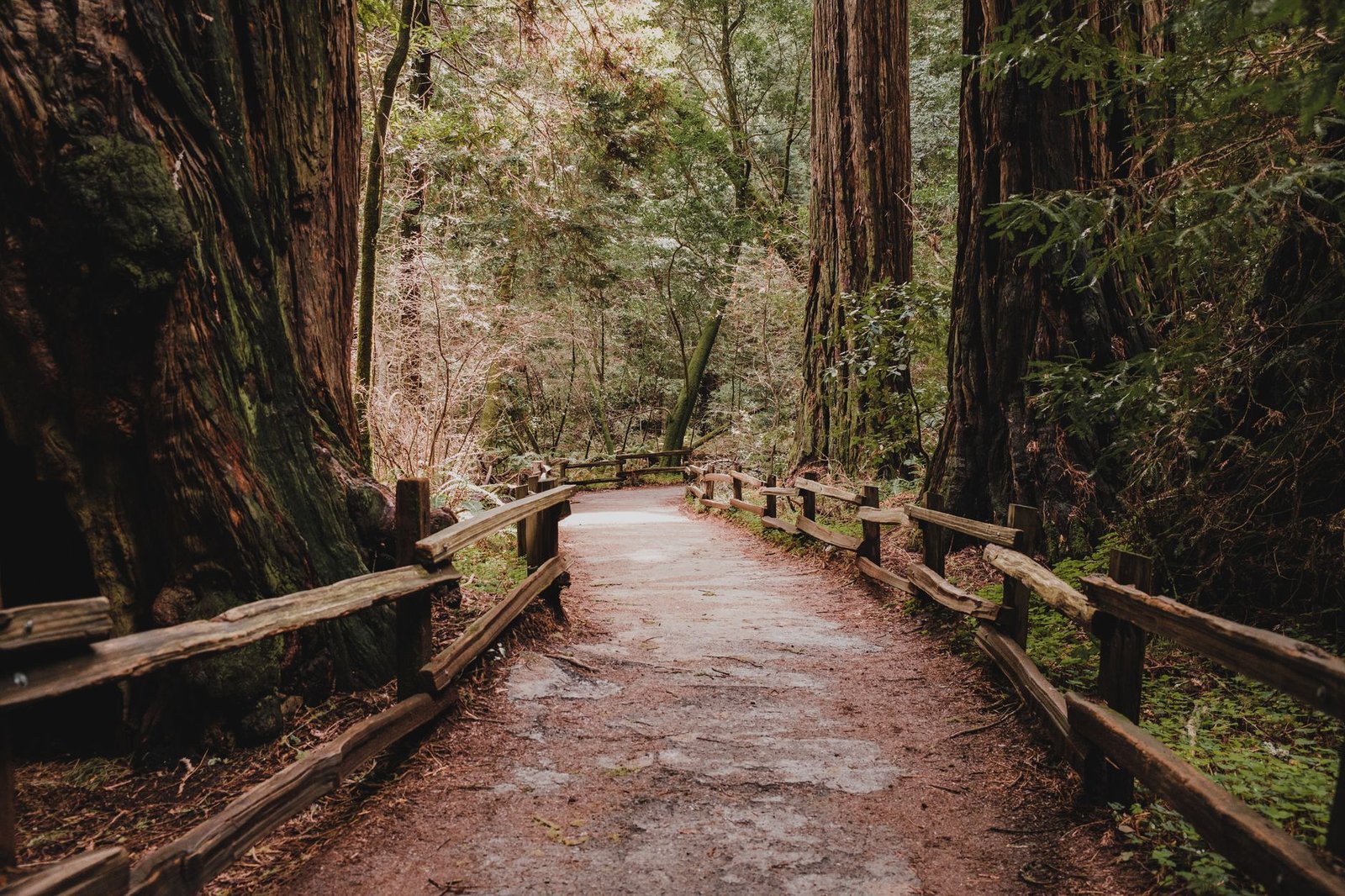 A path through a coastal redwood grove