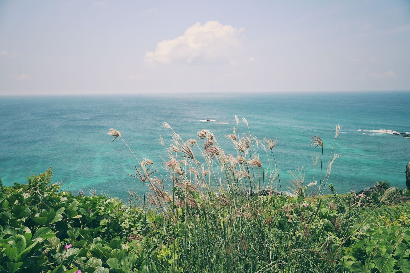 Coastal grasses above turquoise water on a headland