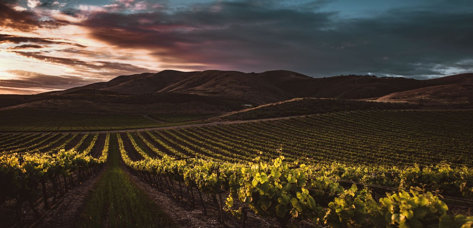 Vineyard rows at sunset in a Northern California valley