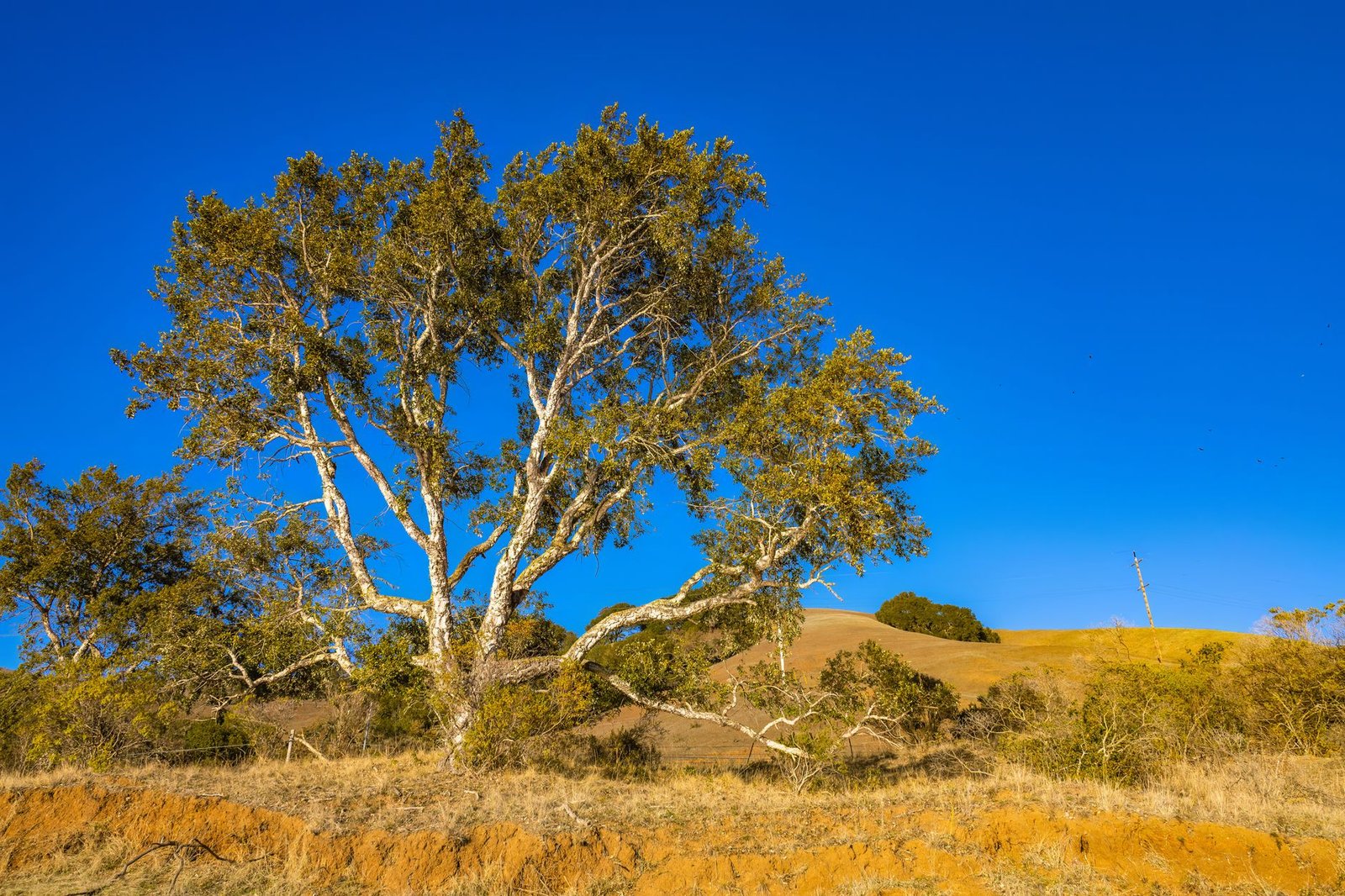 An oak on golden inland hills